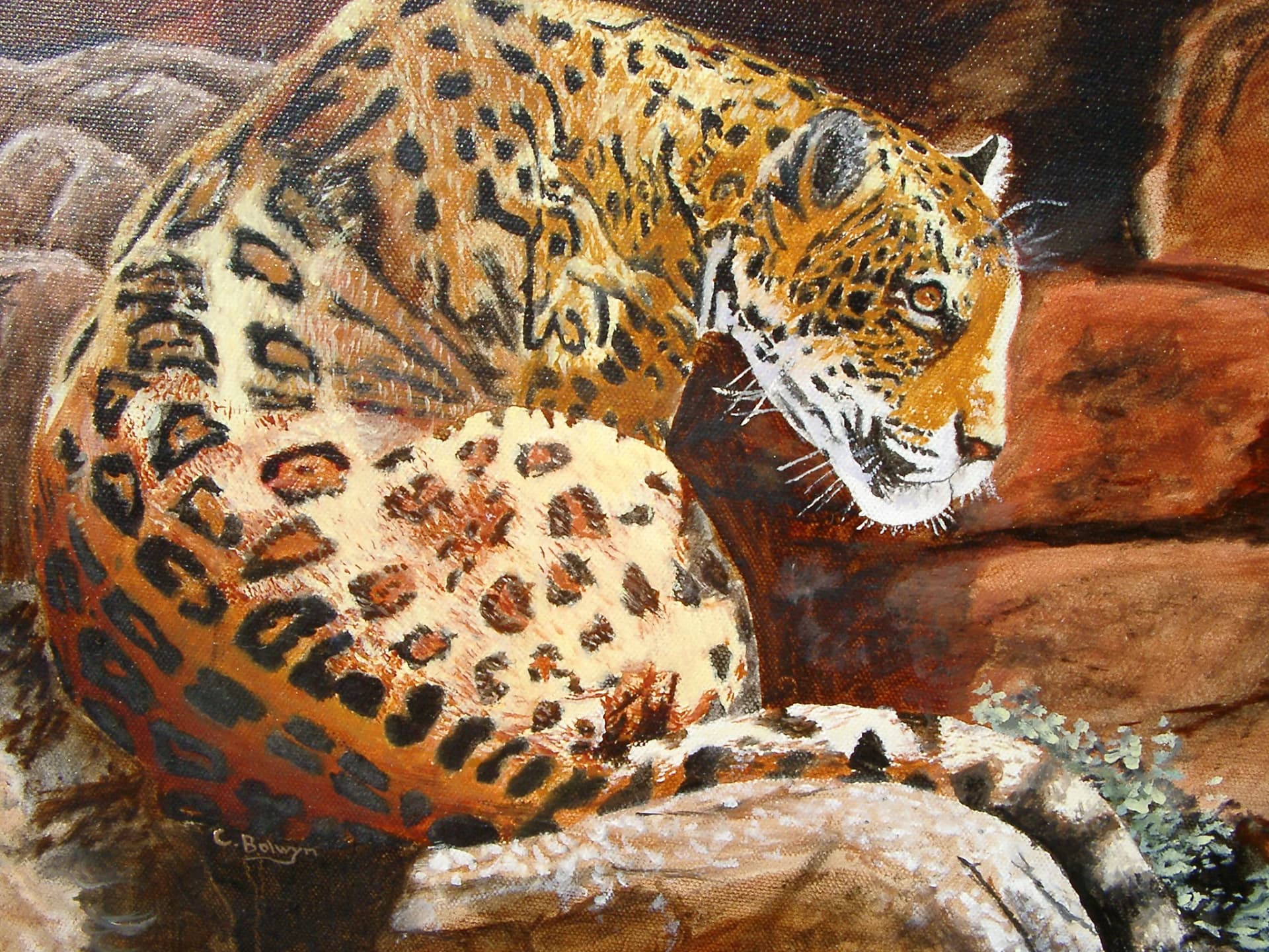 Leopard