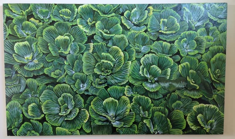 Water Lettuce — [TBD TITLE]
