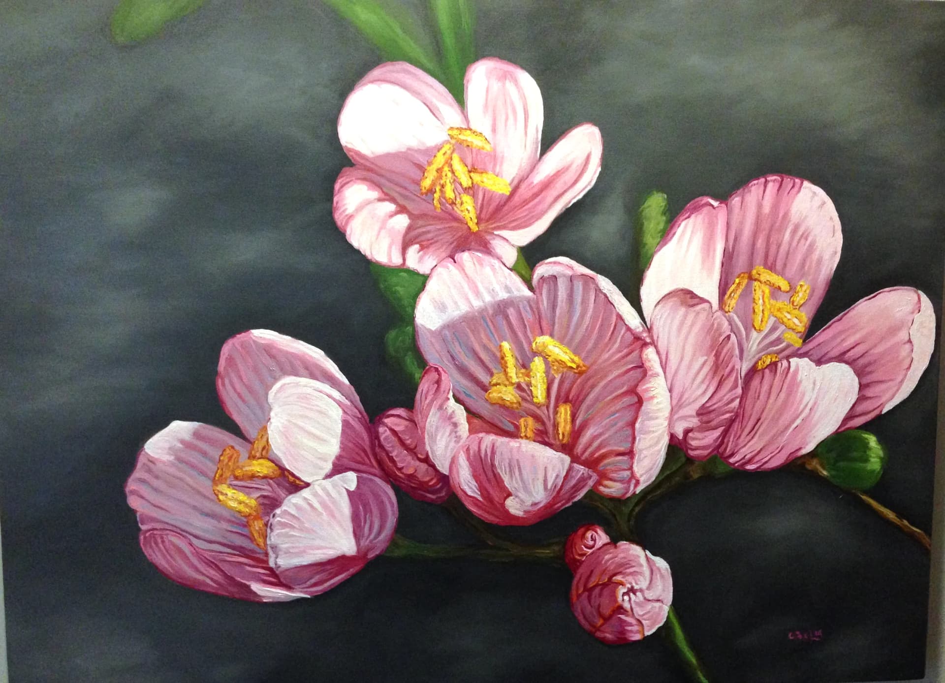 Pink Magnolia — [TBD TITLE]