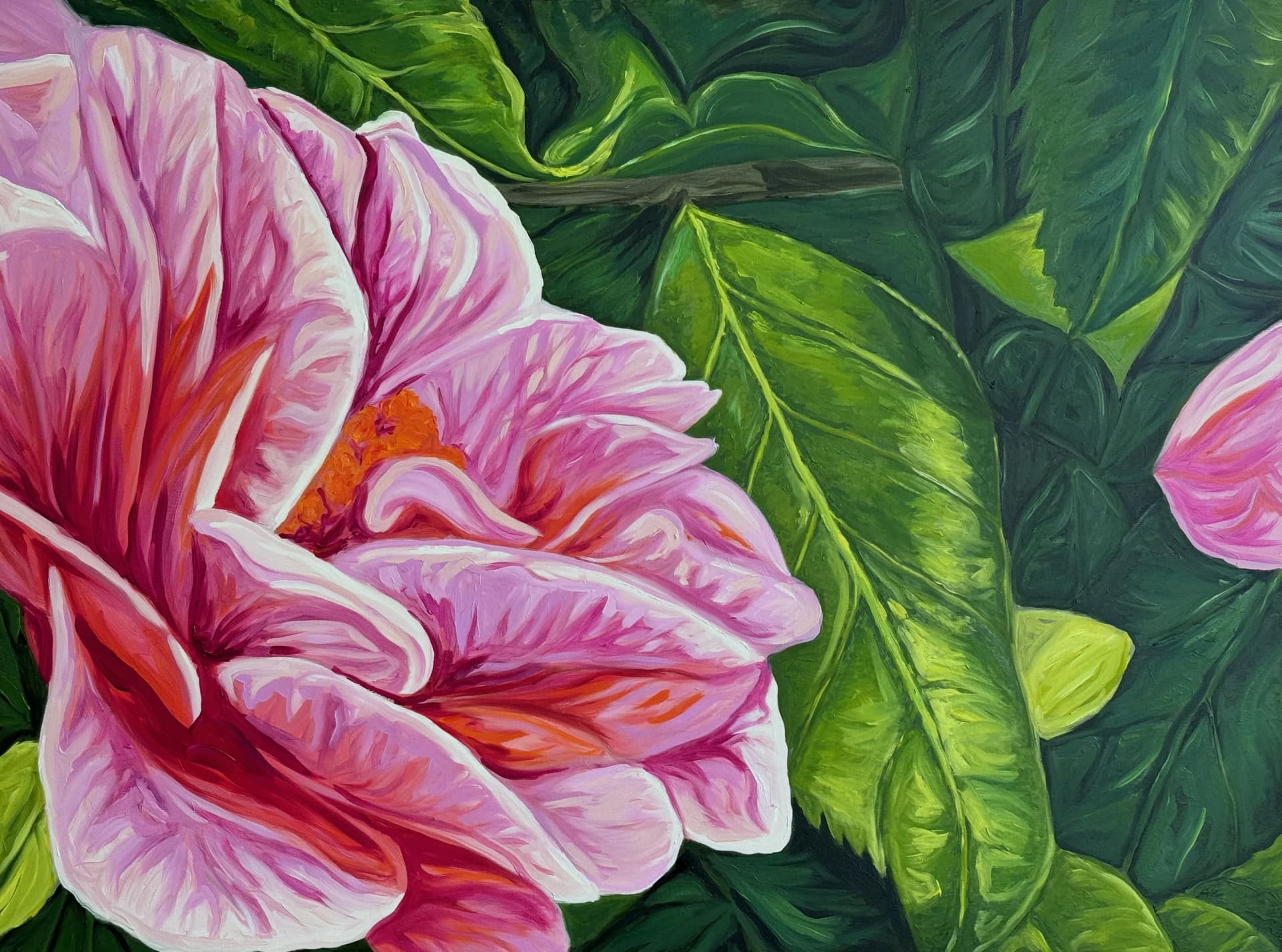 Camelia